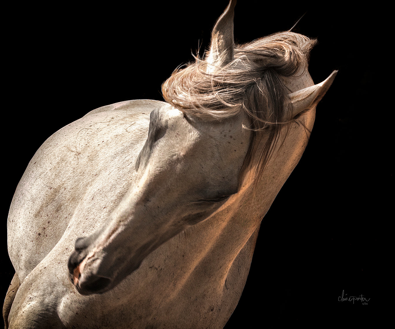 EQUINE DRAMA