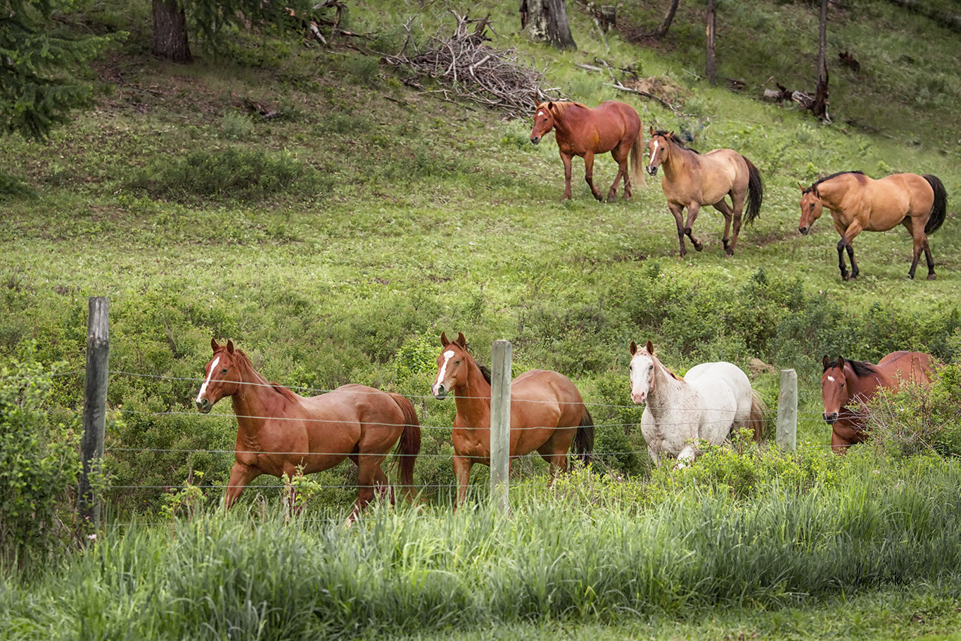 CANADA HERDS