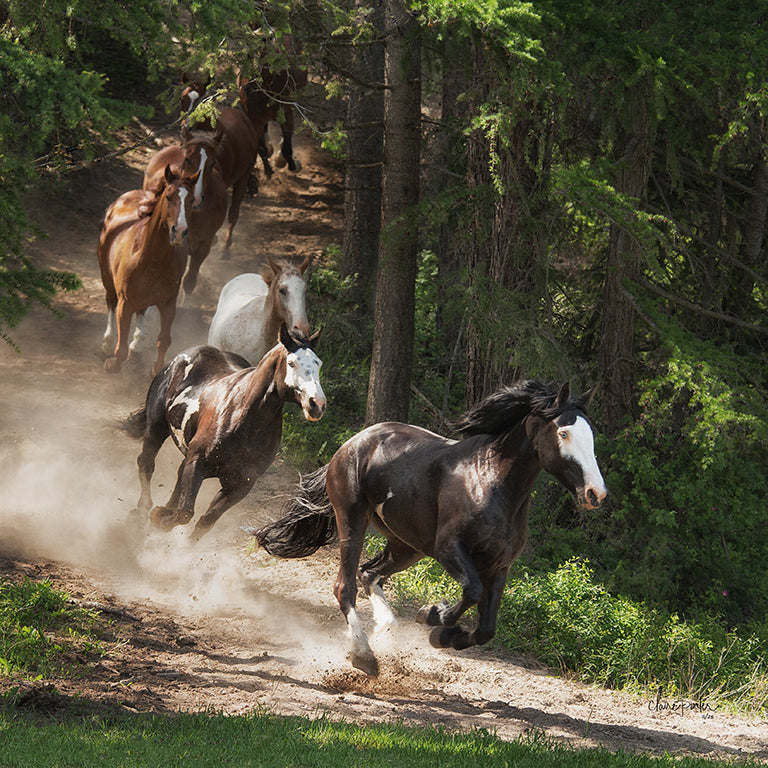 CANADA ACTION