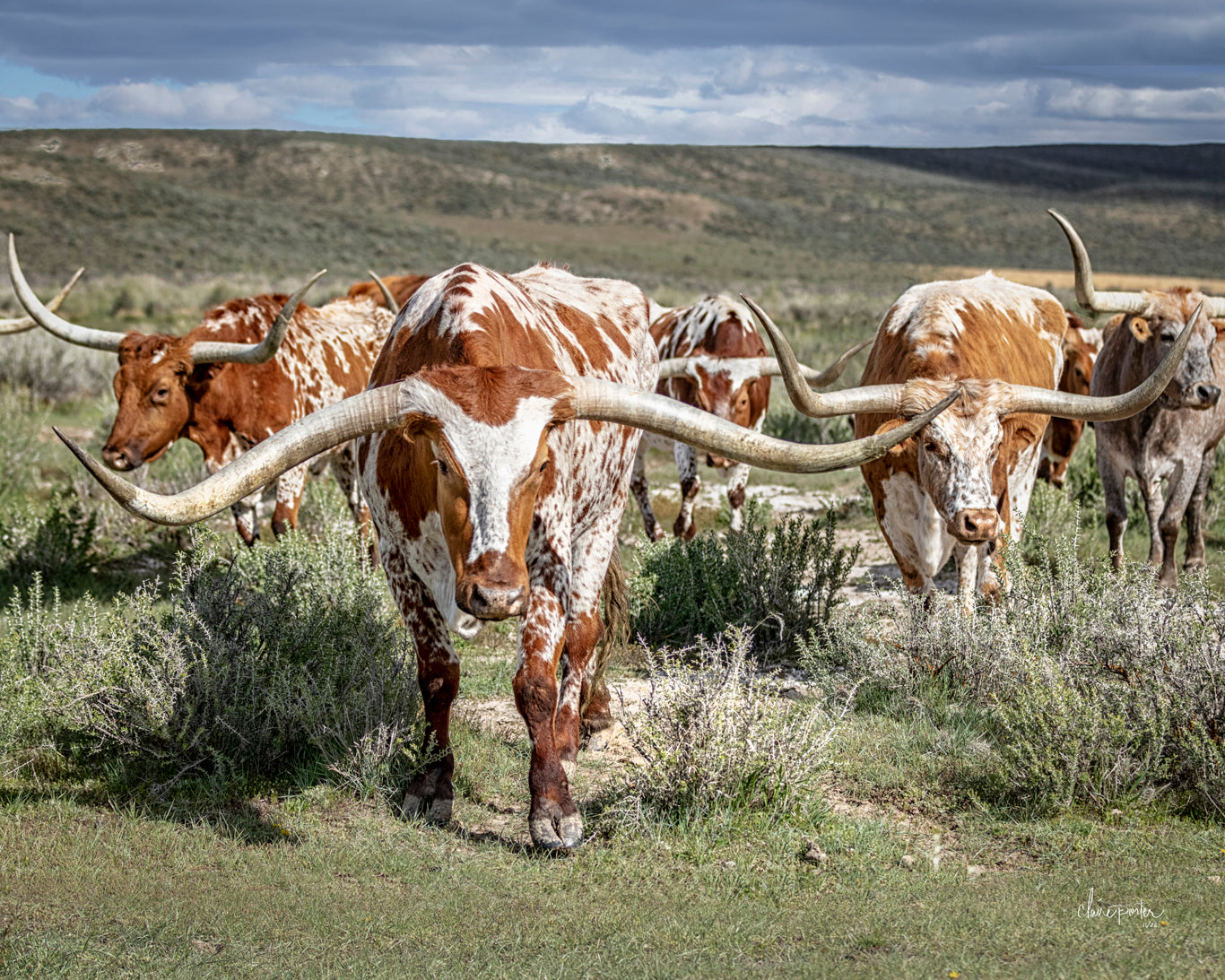 LONGHORNS & ROPERS