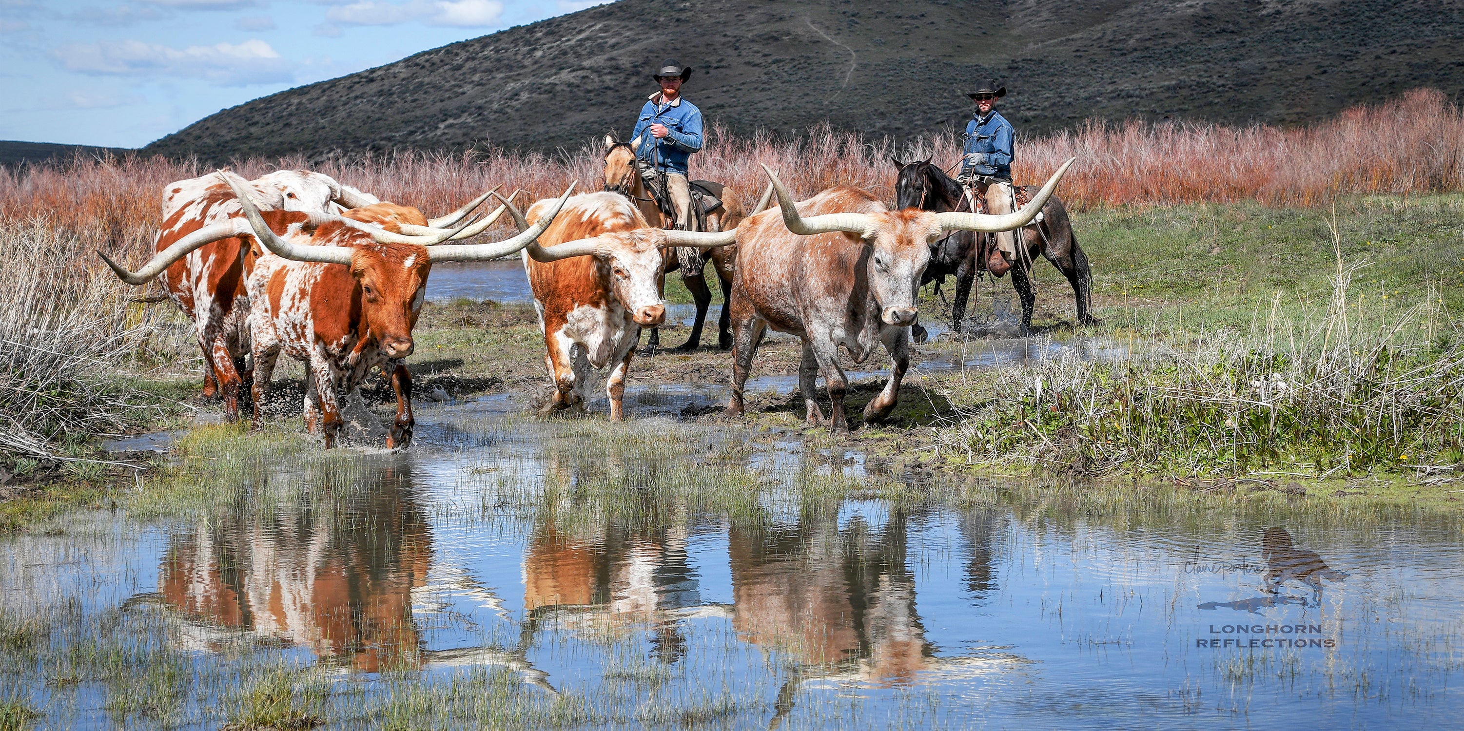 Longhorn Reflections