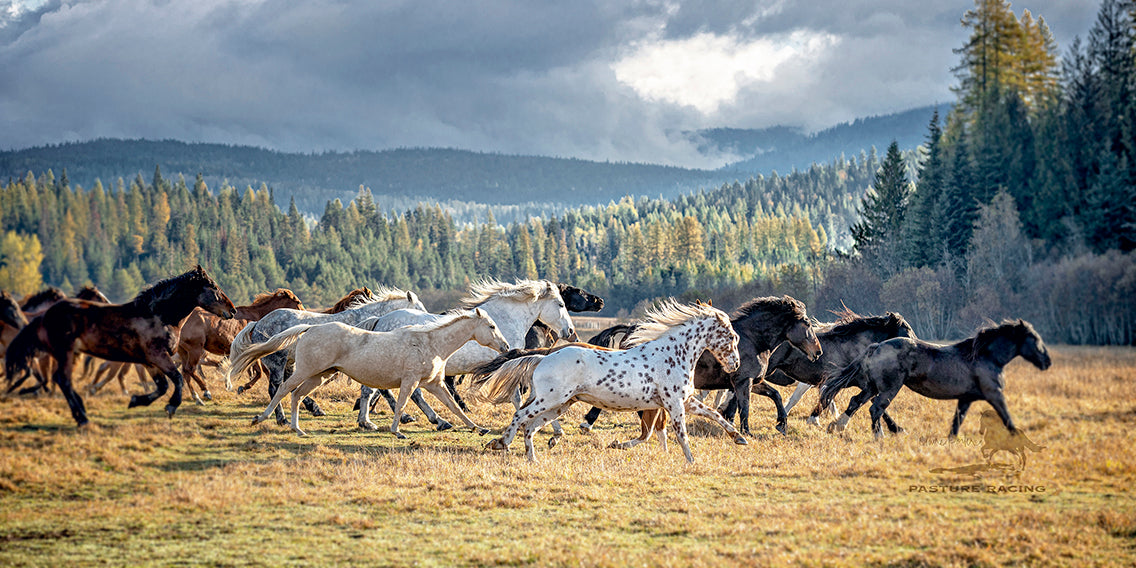 Pasture Racing
