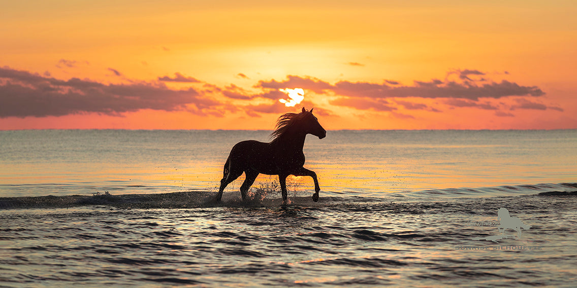 Sunrise Silhouette
