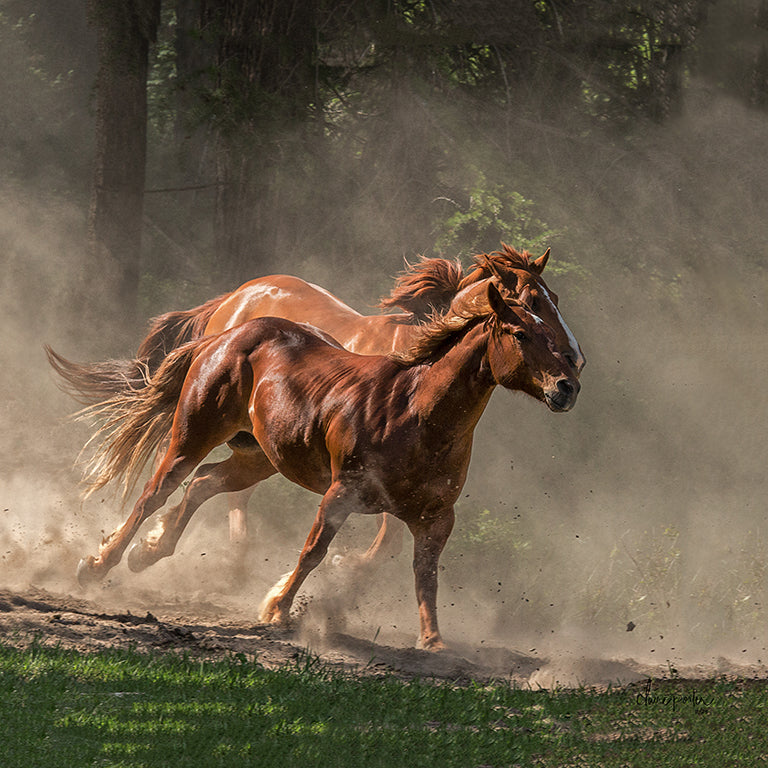 Dashing Chestnuts