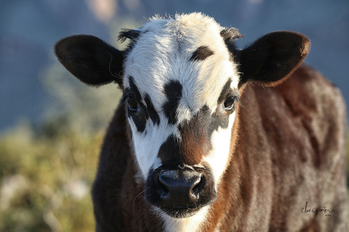 Baby Darling Calf