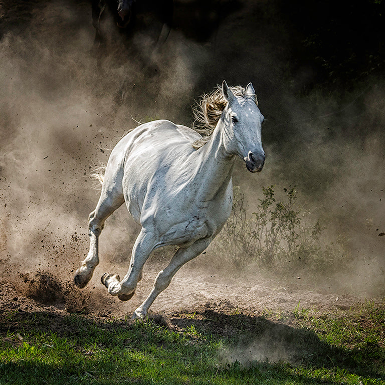 Dashing Grey