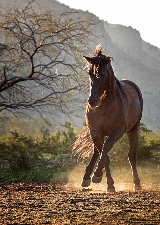 Blacky Prancing