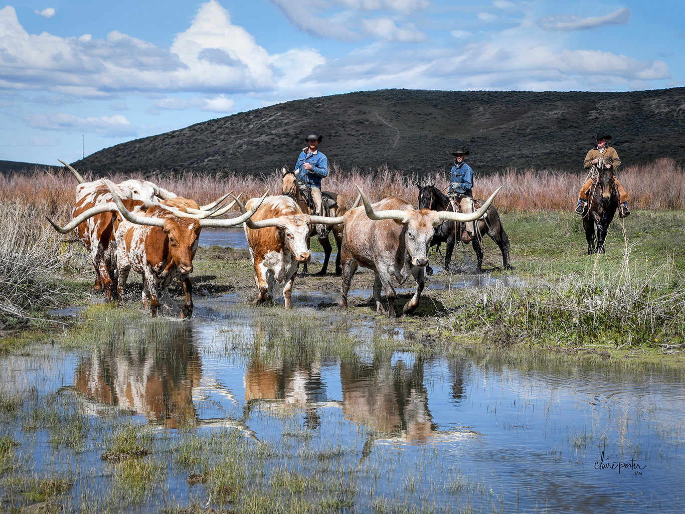 Longhorn Reflections