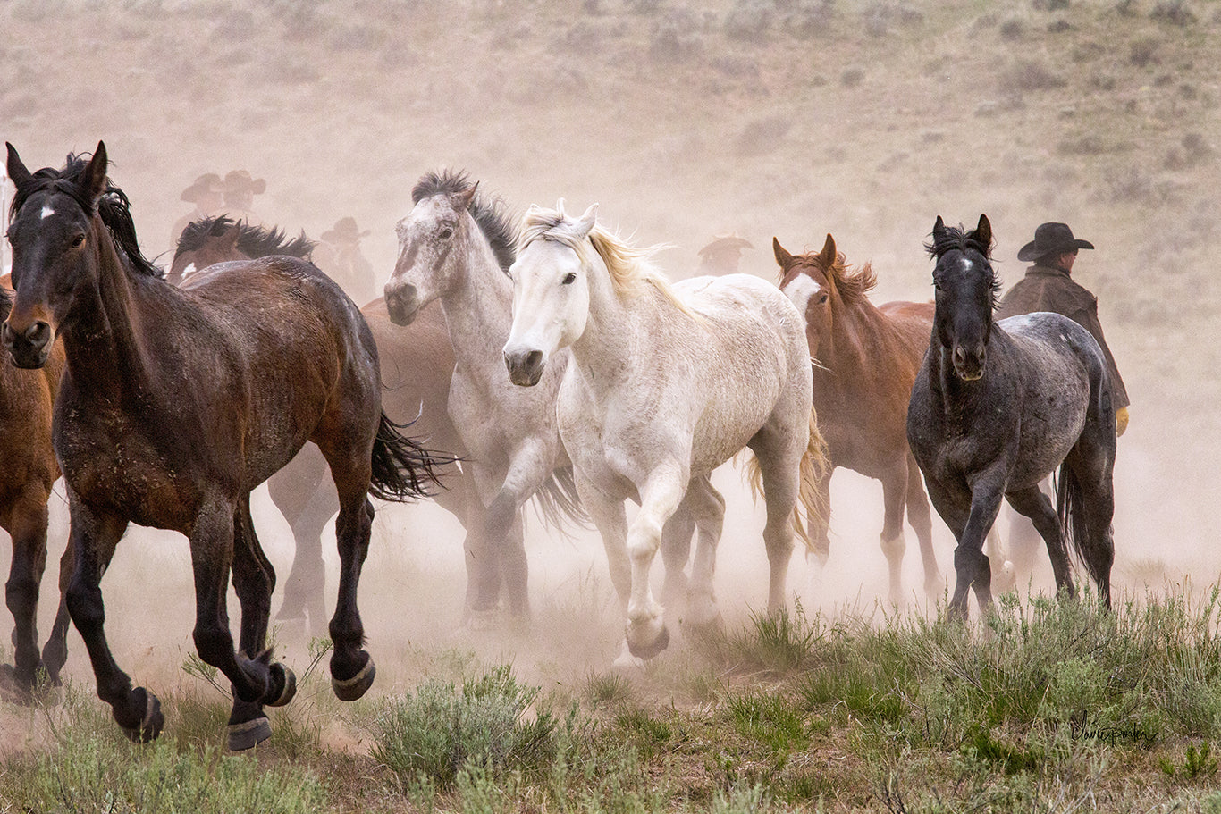 Among the Herd