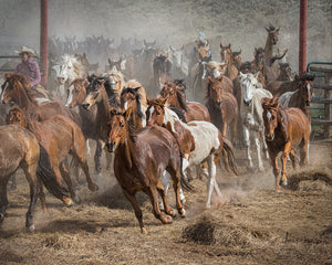 COLORADO HERDS
