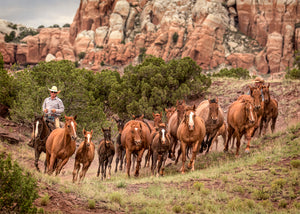 NEW MEXICO HERDS