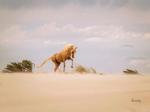 AFRICA ACTION