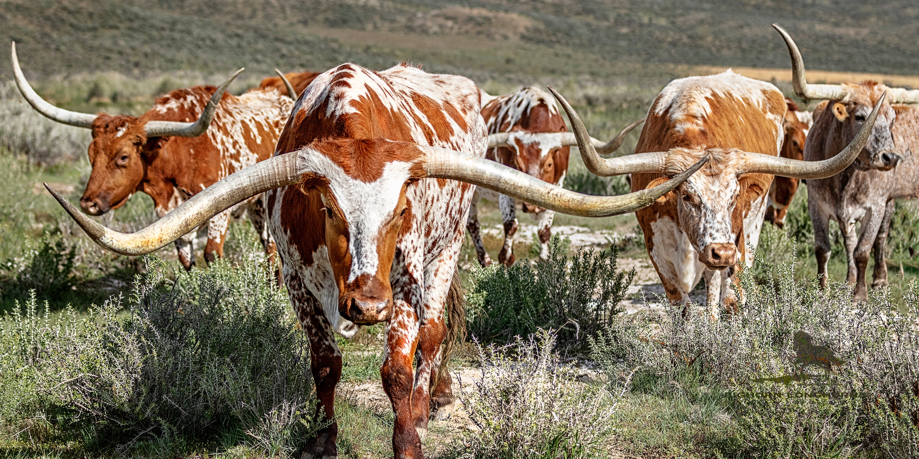 Big Horn Longhorns
