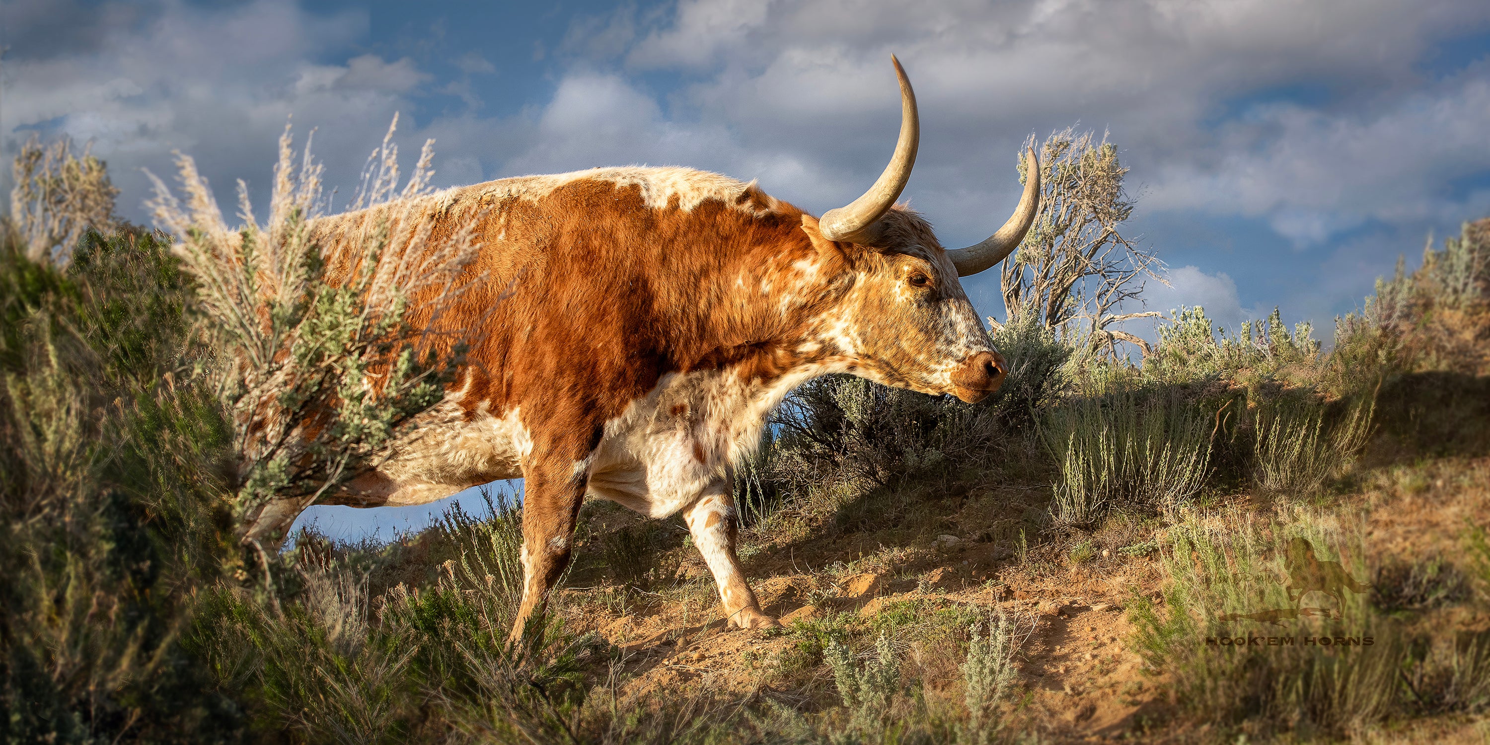 Hook'em Horns
