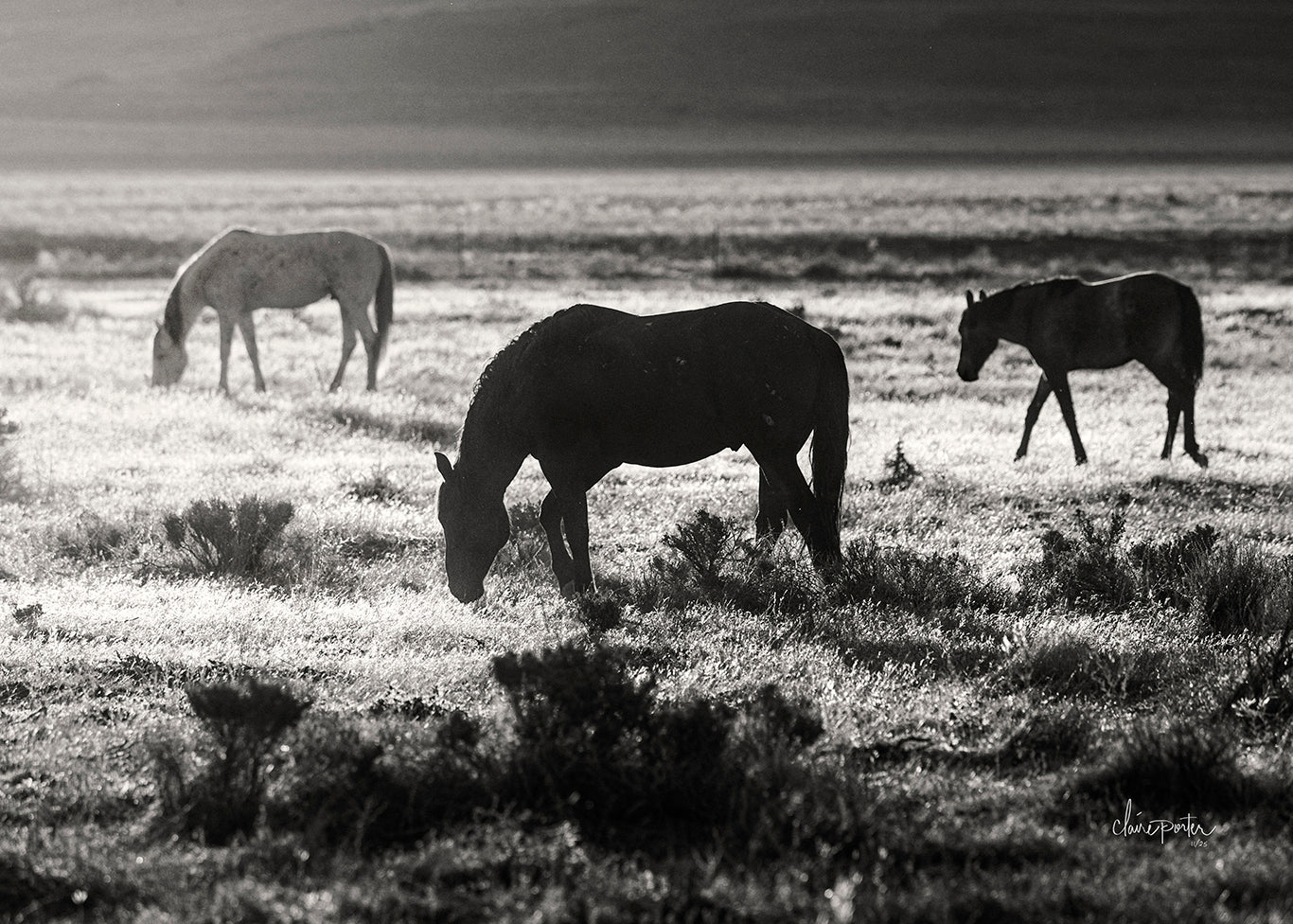 Morning Light BW