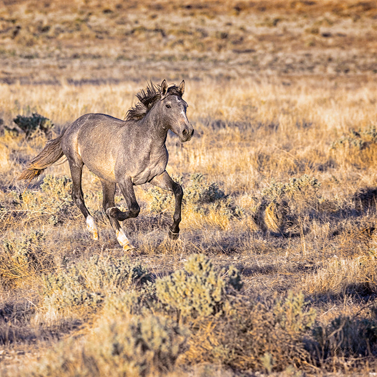 Mamma Wait! Utah