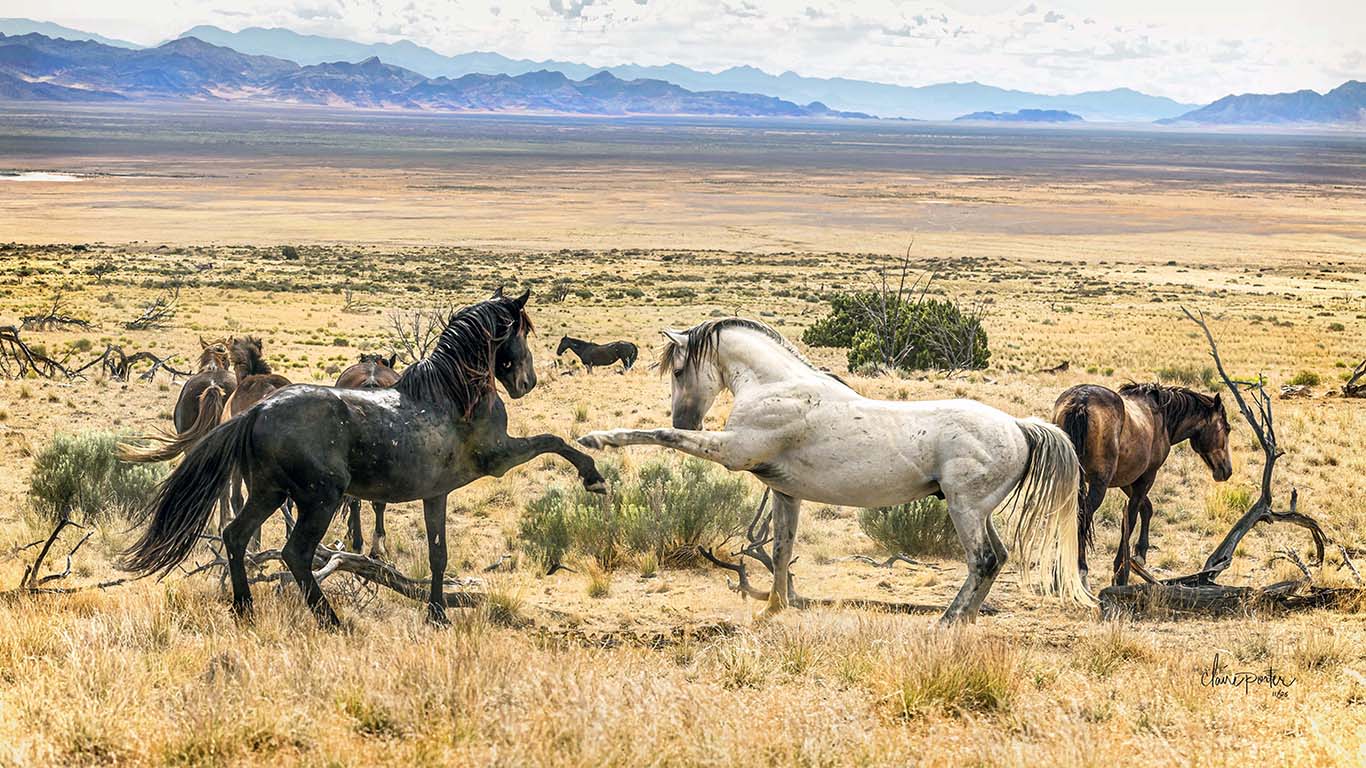 Mustang Dap Utah