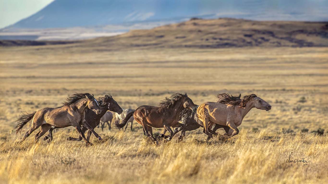 On the Run Utah