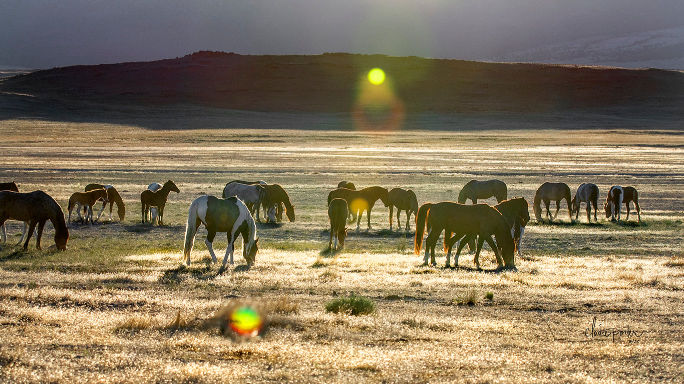 Grazin' on a Dewy Morn Utah