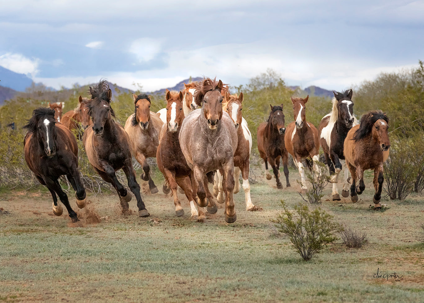 Herd On the Run