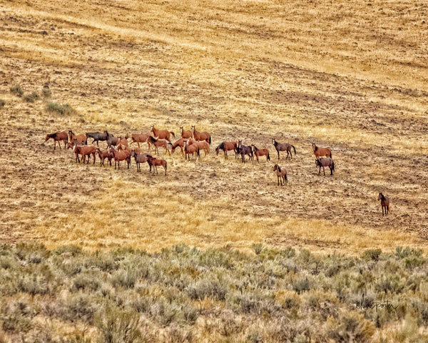 Mustang's Hangin'