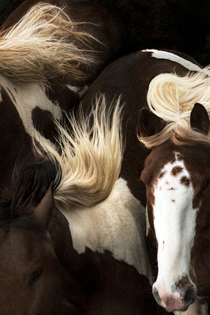 Painted Manes