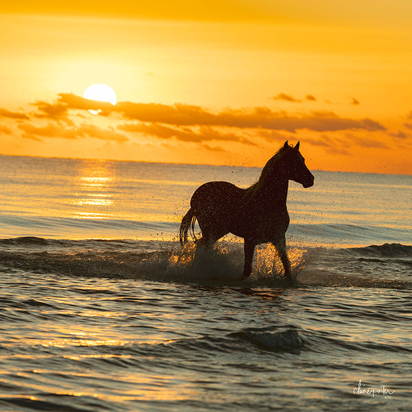 Morning Swim